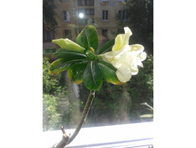 2016-06-04 09.21.32.jpg