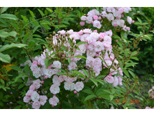 Heavenly Pink (����)