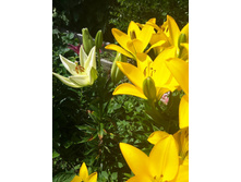 13620186 1444198405605728 5814323708634953077 n.jpg