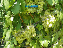 �������� ������ 160���..jpg