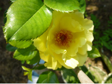 �����(�����)