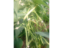 ������ ���������