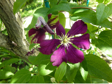 ���������� ����