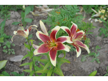 ��� ����