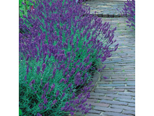������� Lavandula ang. Munstead - 2,13
