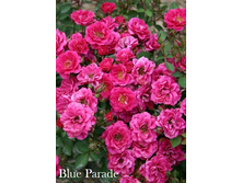 Blue Parade (�����������).jpg