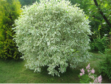 ����� ����� ������������� 2-����� 280���..jpg