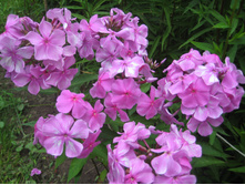 ����� ����.JPG