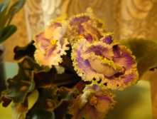 IMG 4932.JPG