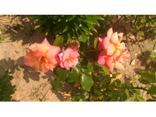 P 20160728 132441 1 p.jpg