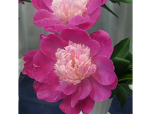 ���� Gay Paree ���� ��� ���� (Auten, 1933, ���) ������ 50��  5.72 ����