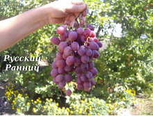 �������� ������� ������ (��������) 160���..jpg