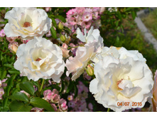 ������ (���������)