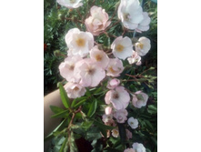 IMG 20160717 172426[1].jpg