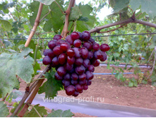 �������� ����� 160���..jpg