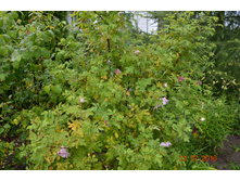 ������ ��������