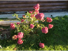 ������� �����.