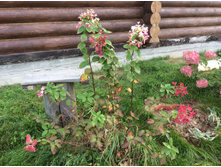 ��������� ������� ((