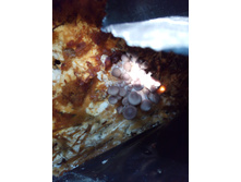 IMG 20160726 164158.jpg