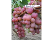 �������� ������ 160���..JPG