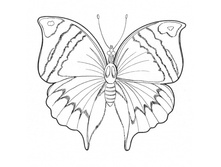 Butterfly-8-coloring-page.jpg