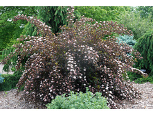 ������������� ����� ���� 1-����� 90���..jpg