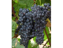 �������� ����������� 2-� ����� (������� 15��) 300���..jpg