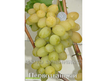 �������� ������������ 160���..jpg