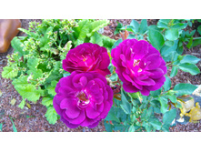 Midnight Blue (3).JPG