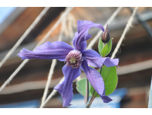 �������� ����� �����