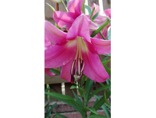 IMG 20160724 090815.jpg