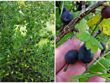 �����  (������ ���������  �� ������ ���������)