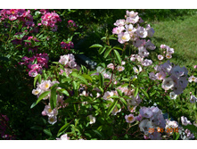 Alden Biesen (����)