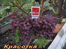 �������� �������� 160���..jpg