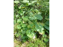 ������ ���������� ����� �� ������, ����� ���.