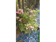 Pink-Grootendorst-nah (7).JPG