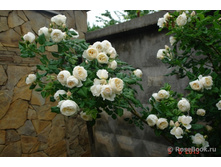 Uetersener Klosterrose.jpg