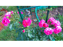 Rosarium Uetersen (1).JPG