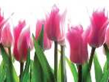 ����� ���������� ��������� ����� ������� N*SA*H6*0 ��������