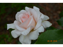 Chandos Beauty (Harkness 2016) ������ ������