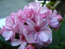 IMG 4909.JPG