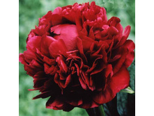 ���� Henry Bockstoce ���� ����� ������� (Bockstoce, 1955, ���) ������ 50�� 7.15����