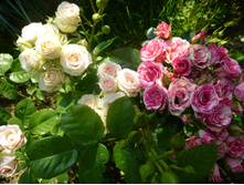 ������ ���� ����, ����� �����?������?