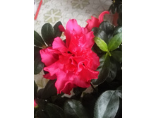 IMG 20160707 182730.jpg