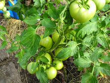 �������� �����