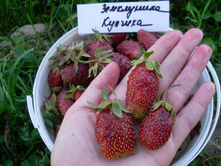 ���������� �������