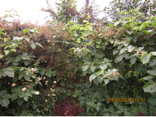 ������� �������