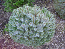 Picea sitchensis Silberzwerg - 2,82 ������ �� ������������  � ������ 1 ���