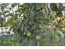 �����. ������