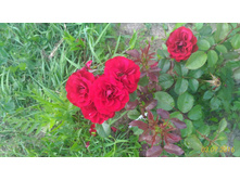 P 20160703 195032 1 p.jpg